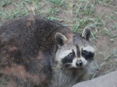 -青藏高原野生动物园