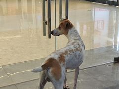 -它主义宠物(梁溪万达店)