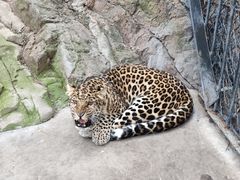 -大连森林动物园