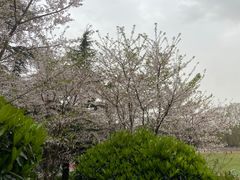 -武汉大学-樱园