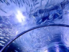 -海合安武汉极地海洋公园