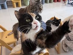 -平行世界·猫咖(首经贸店)