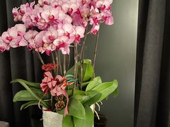 -Angkor SPA 柬埔寨古法按摩(环贸店)