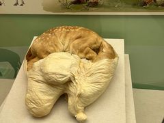 -北京麋鹿生态实验中心