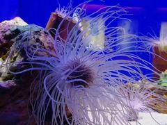 -上海海洋水族馆