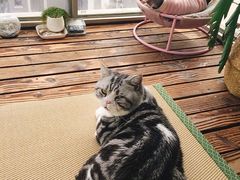-猫在这儿猫咪咖啡馆·撸猫馆