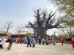 -大槐树寻根祭祖园