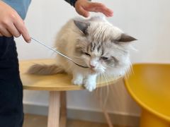 -有喵·猫咖·狗咖·30几只猫10只小狗(岗厦店)