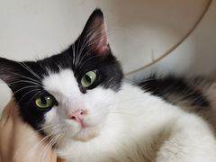 -楼上猫咖(罗湖店)