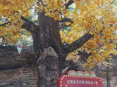 -横店影视城梦幻谷园区