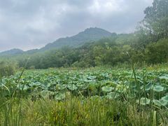 -西湖风景区-江洋畈生态公园