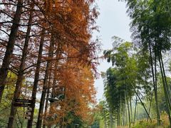 -东明山森林公园