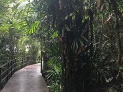 -呀诺达热带雨林