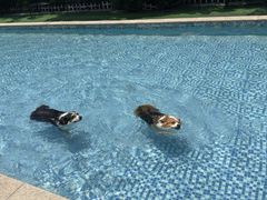 -汪说喵讲宠物乐园宠物酒店(红星美凯龙店)