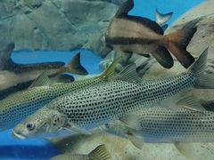 -上海海洋水族馆