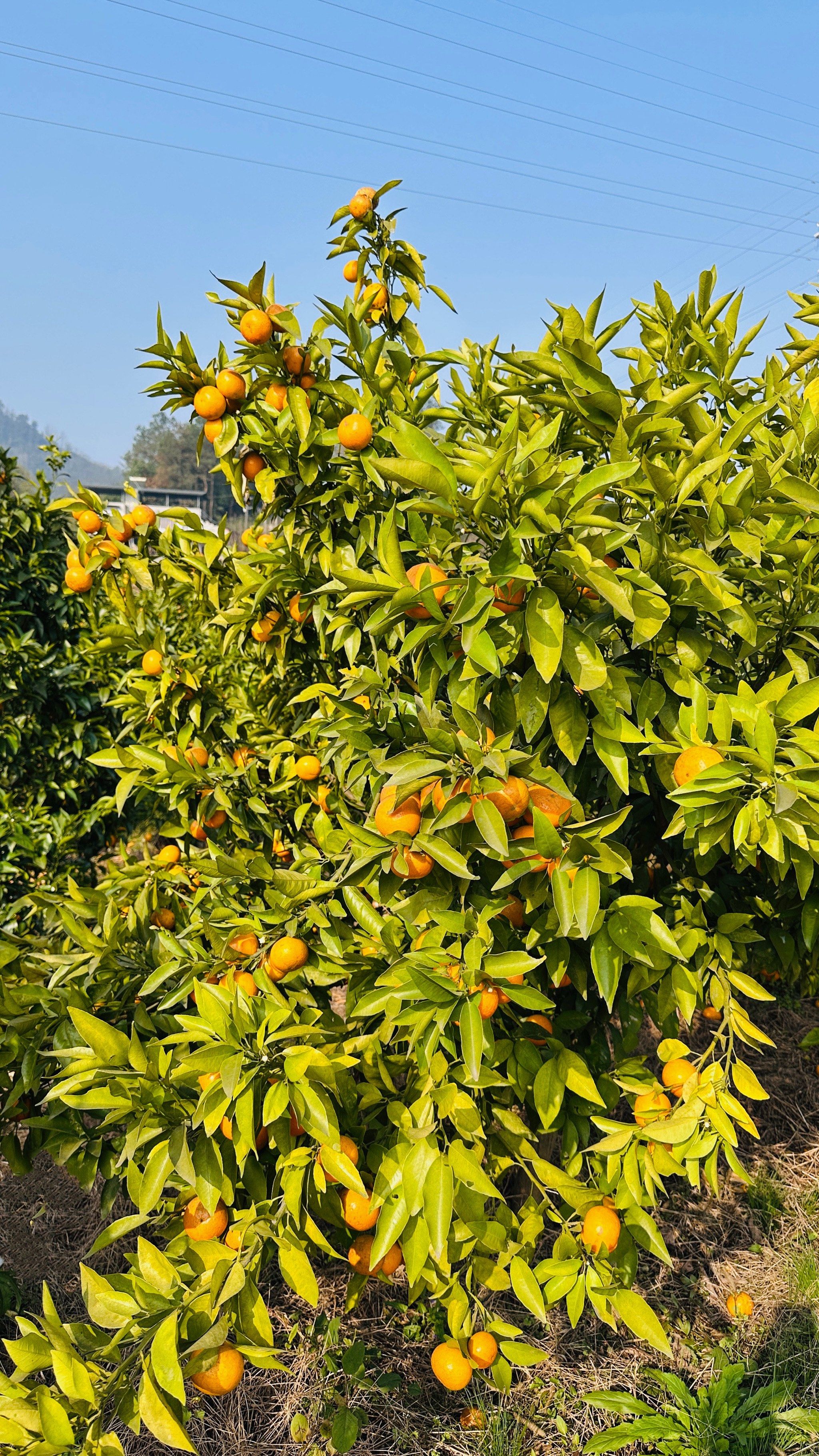 免费桔子采摘网站大全_采桔子去哪里 免费桔子采摘网站大全_采桔子去哪里