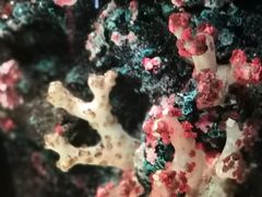 -暹罗海洋世界