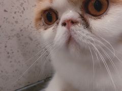 -飞行喵MR PILOT|猫舍·猫咖(静安大融城店)
