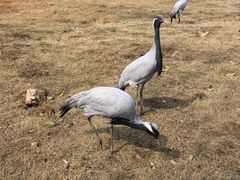 -鄱阳湖国家湿地公园