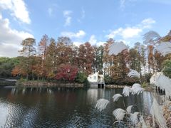-上海共青森林公园