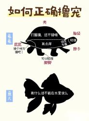 -神奇动物撸宠馆·羊驼·小浣熊·异宠(豫园店)