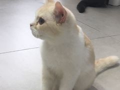 -Heymao猫咖.咖啡厅(东门店)