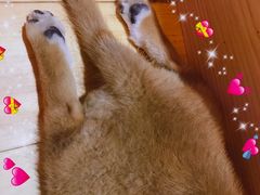 -喜柴咖啡·柴犬狗咖