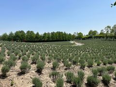 -季高兔窝窝亲子园(上海薰衣草公园店)