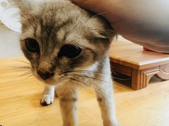 -楼上猫咖(罗湖店)