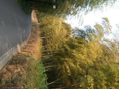 android_upload_pic-苏州环秀晓筑养生度假村