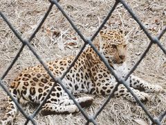 -大连森林动物园