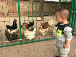 -上美四季动物农场