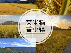 -艾米稻香小镇