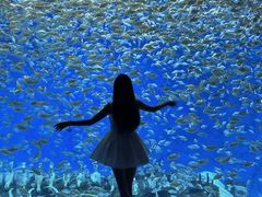-合肥海洋世界