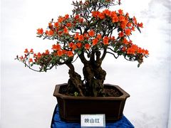 -梧桐山风景名胜区