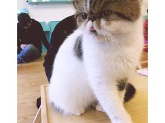 -萌喵宠狗爱心宠咖