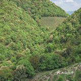 铁观音春茶采摘季