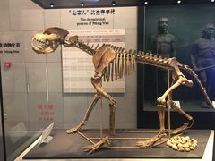 -北京周口店北京人遗址博物馆