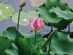 -荷塘月色湿地公园·向阳花洲