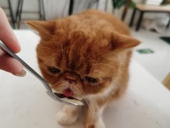 -平行世界·猫咖(首经贸店)