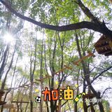 这个乐园有很刺激的树上探险可以玩