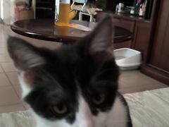 -纳吉亚猫专科动物诊疗中心(蒋宅口分院)