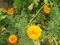 -松山湖梦幻百花洲