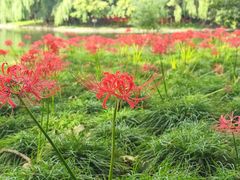 -上海共青森林公园