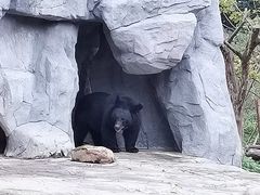 -都江堰中华大熊猫苑