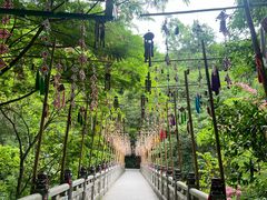 -西双版纳原始森林公园