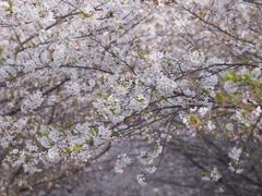 -高东镇樱花园