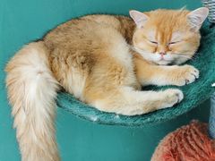 -飞行喵MR PILOT|猫舍·猫咖(静安大融城店)