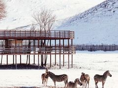 -新疆天山野生动物园