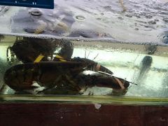 -海尚韵舍海景餐厅(朱家尖店)